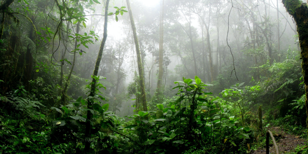 Rainforest Panama