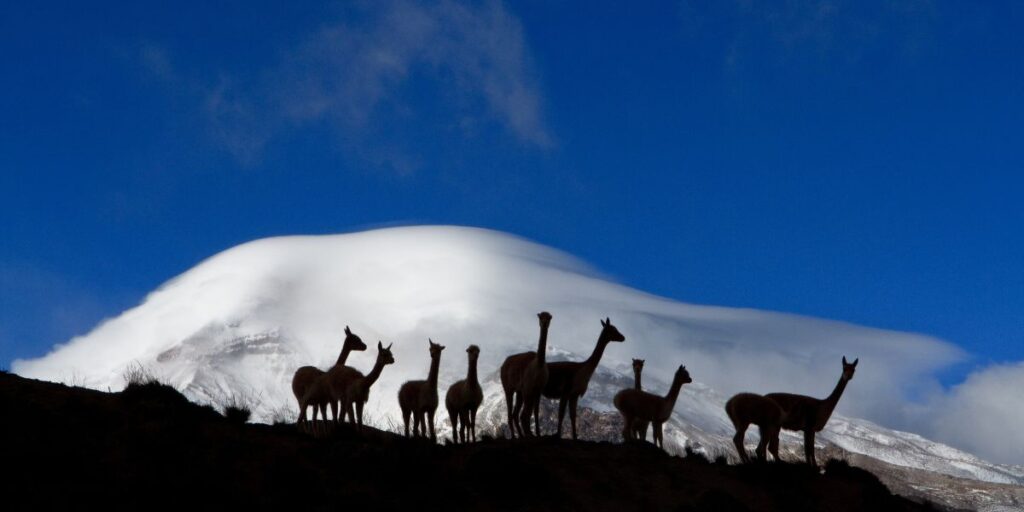 Alpacas on a volcano in Ecuador