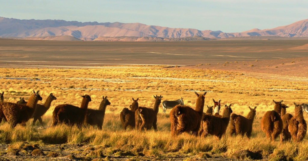 Low Season Llamas Argentina