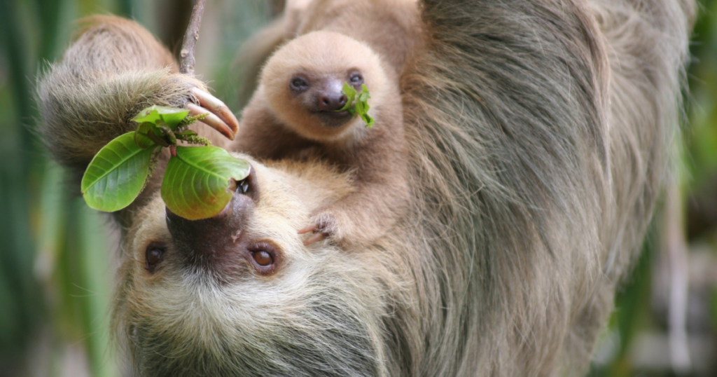 Sloths in Costa Rica