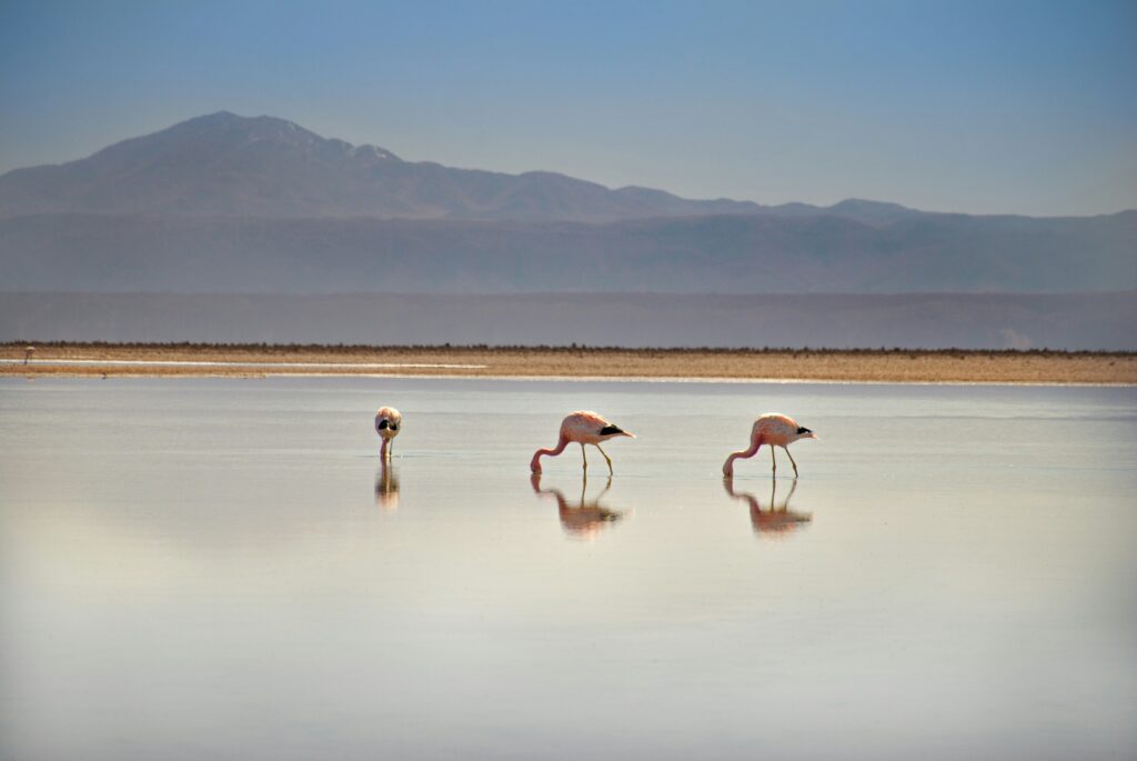 Flamingoes Love Chile