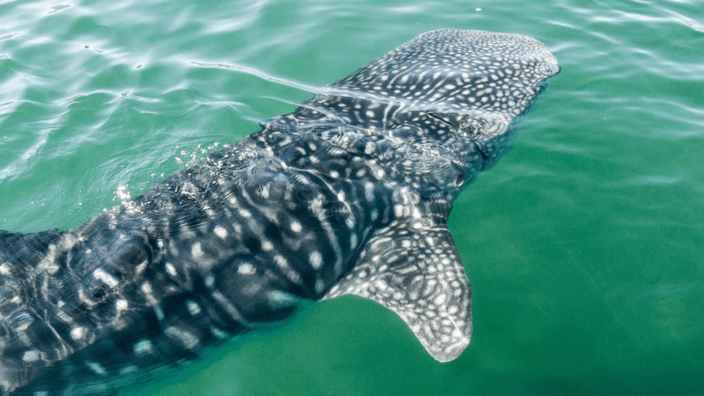 Whale Shark Yucatan