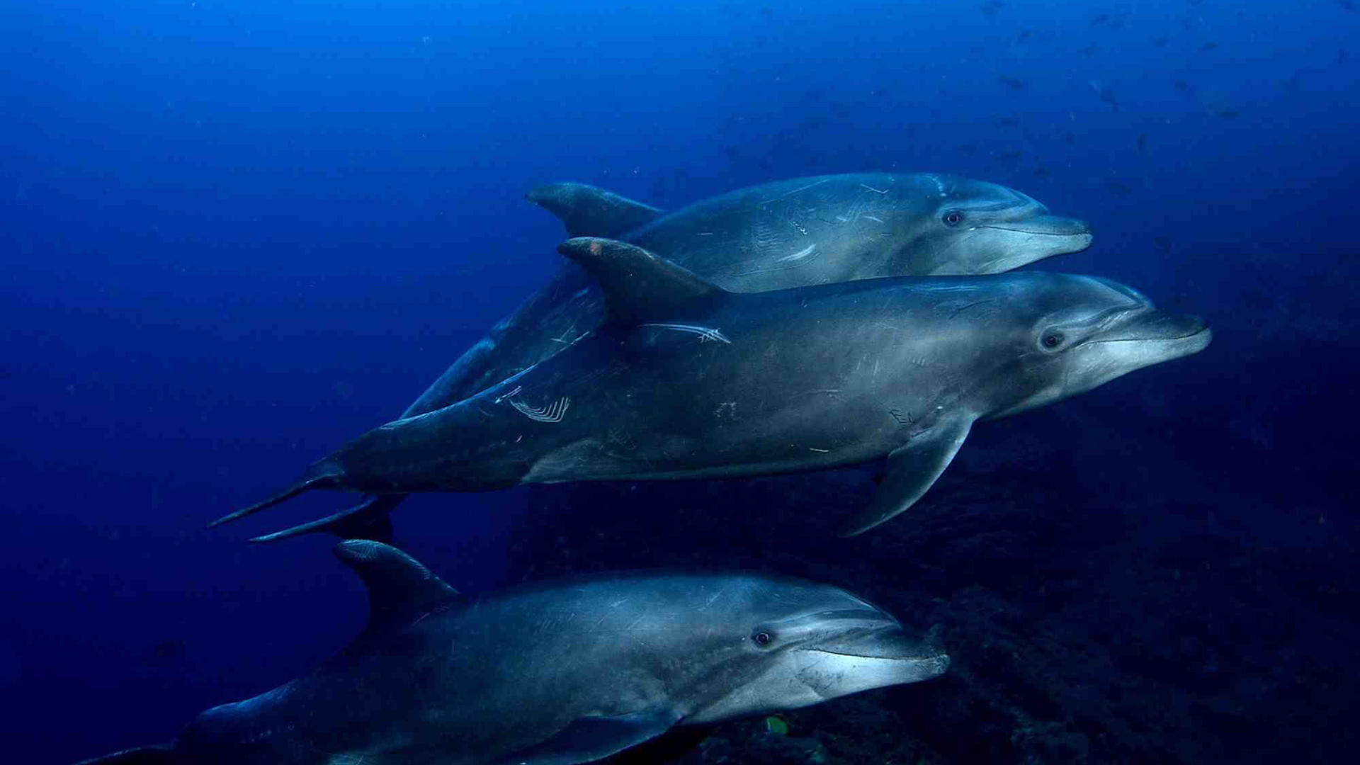 Dolphins Baja Mexico Water
