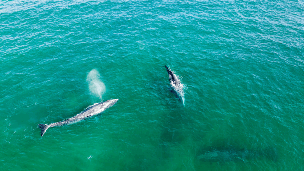 Blue whales Baja Mexico Water