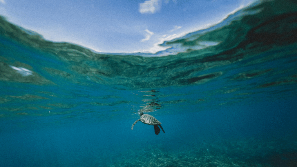 Costa Rica surf and snorkel tours Turtle