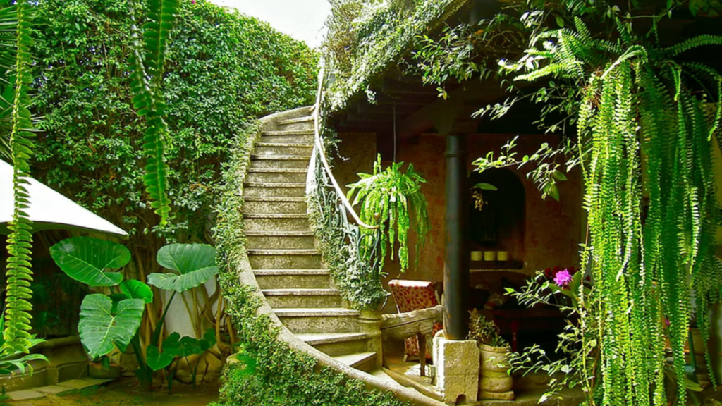Panza Verde Antigua