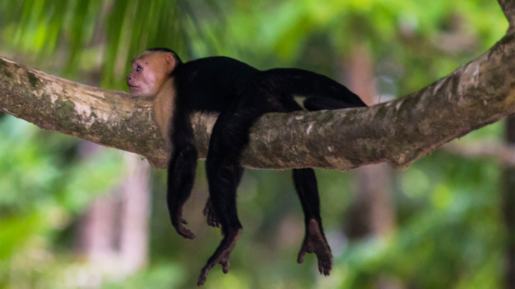 Costa Rica Howler Monkey