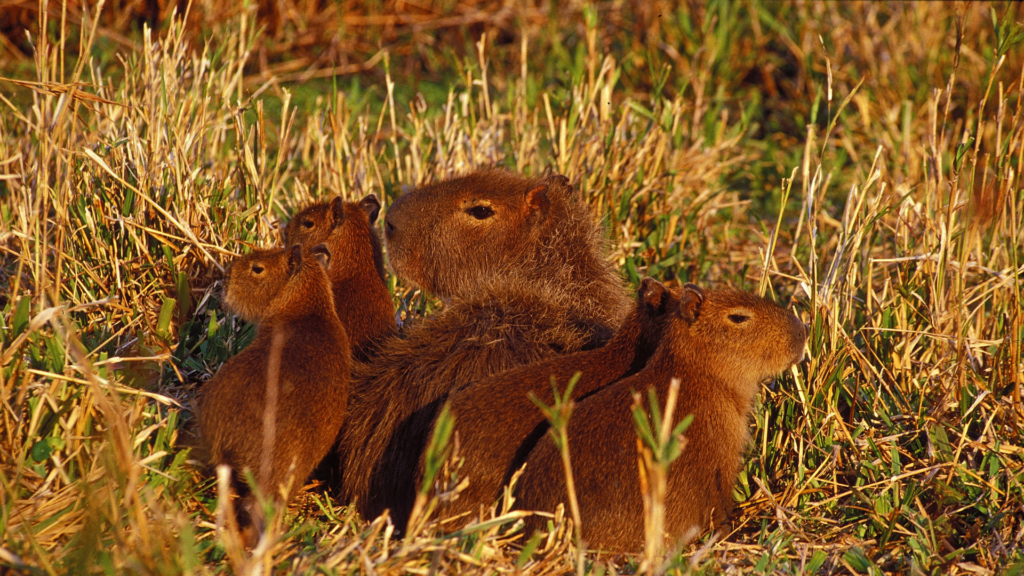 Ibera wetlands Capybara