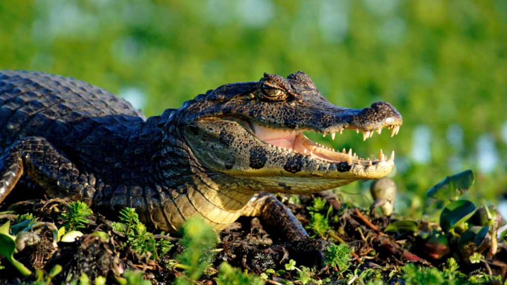 crocodile ibera wetlands
