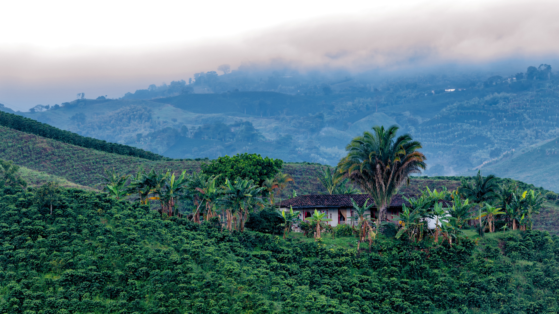 coffee plantation in the predawn light near Manizales, Colombia.