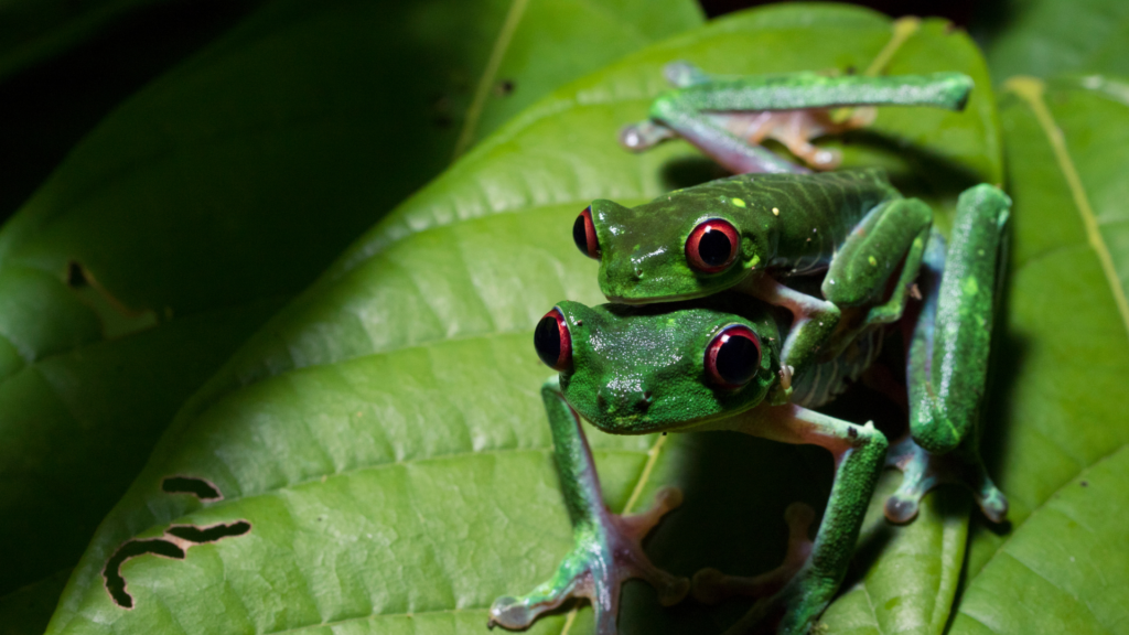 Frogs, night walk Costa Rica