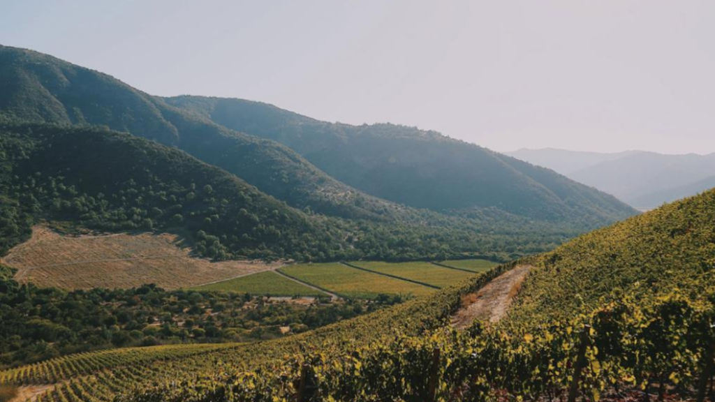 vik chile wine region