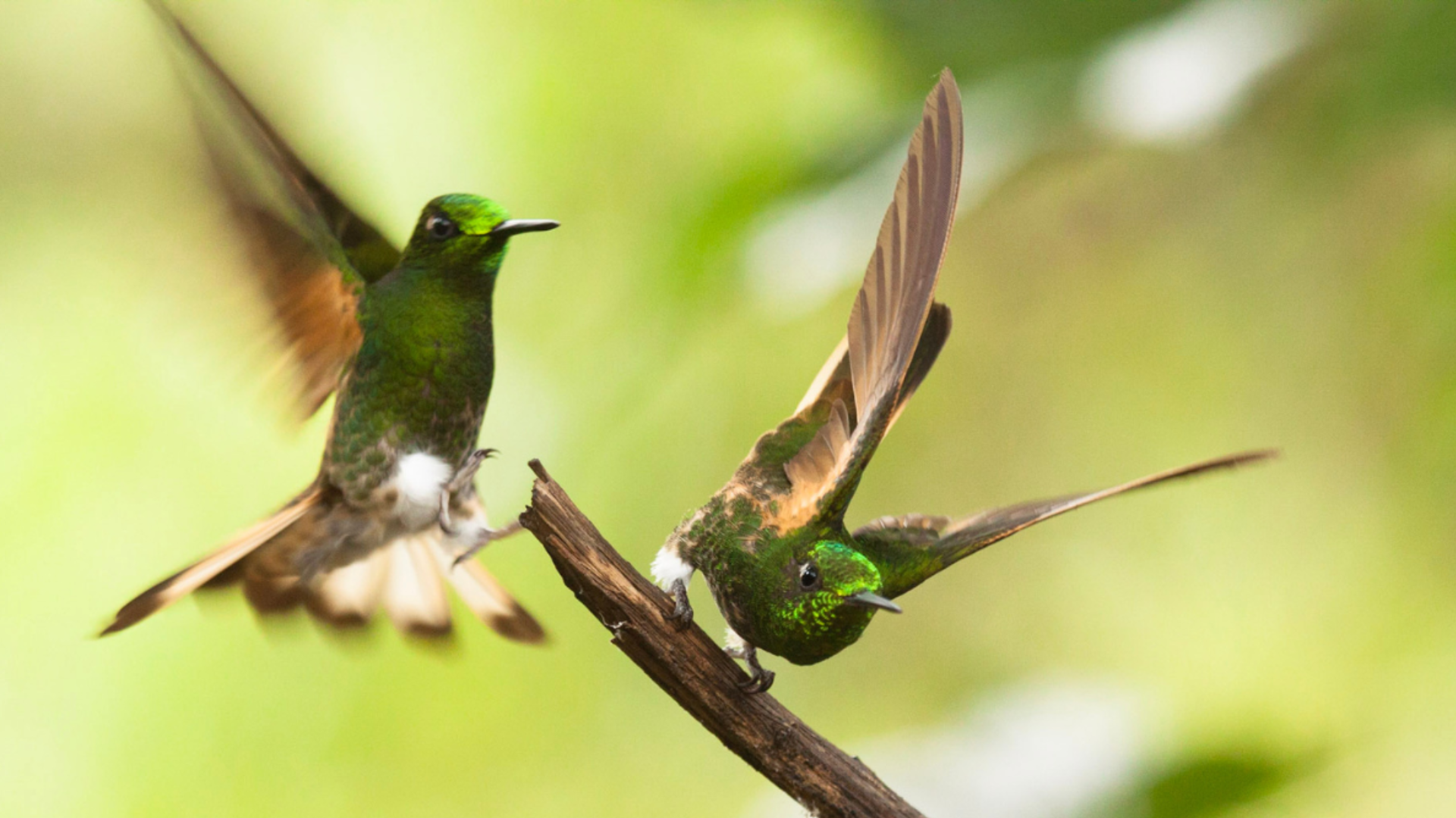 Hummingbirds Ecuador