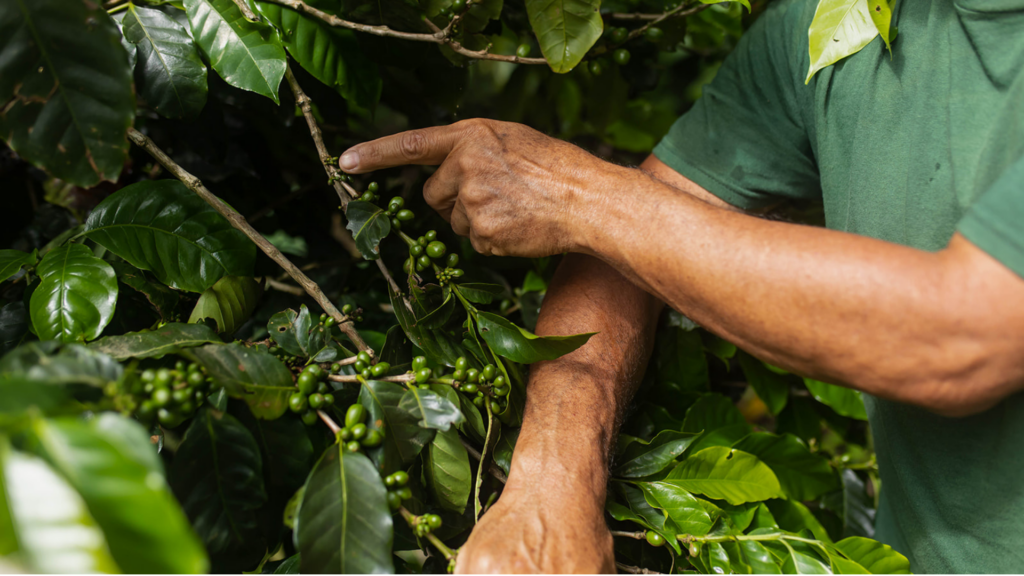 Coffee tour Costa Rica