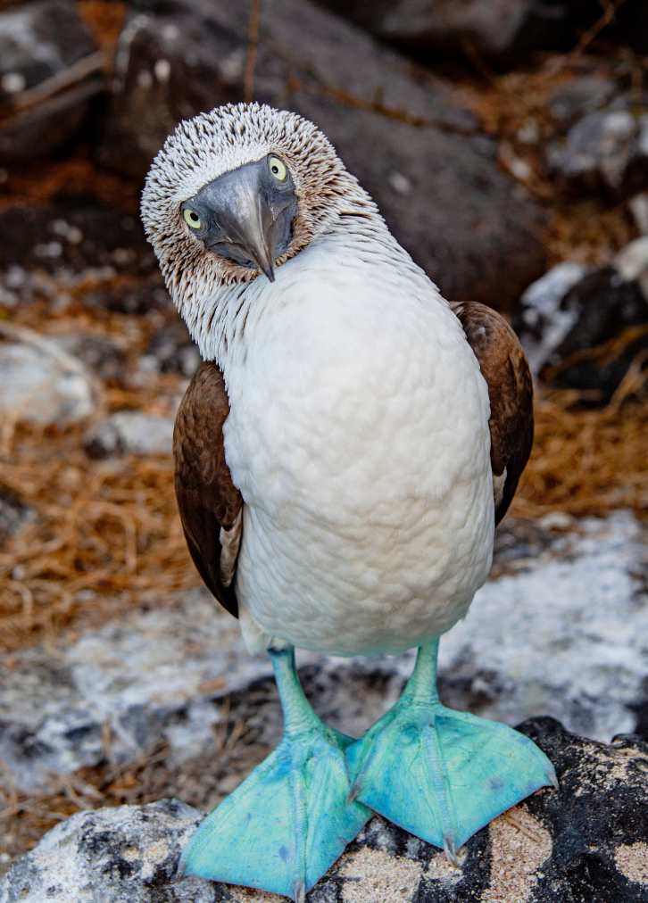 Blue Footed Booby Ecuador Galapagos